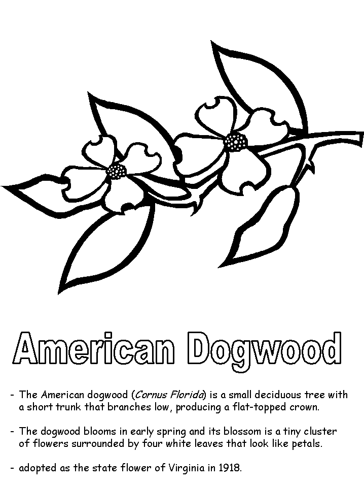 coloring pages of dogwood flowers flowering dogwood coloring page free printable coloring coloring of pages dogwood flowers 
