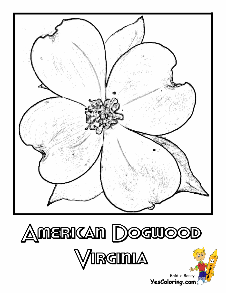 coloring pages of dogwood flowers state flower printouts nebraska oregon flower coloring pages flowers of dogwood coloring 