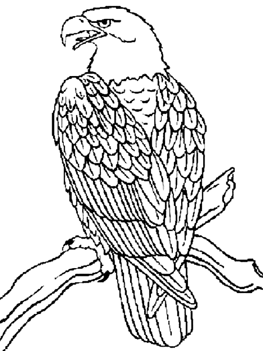 coloring pages of eagles free eagle coloring pages eagles of pages coloring 1 1