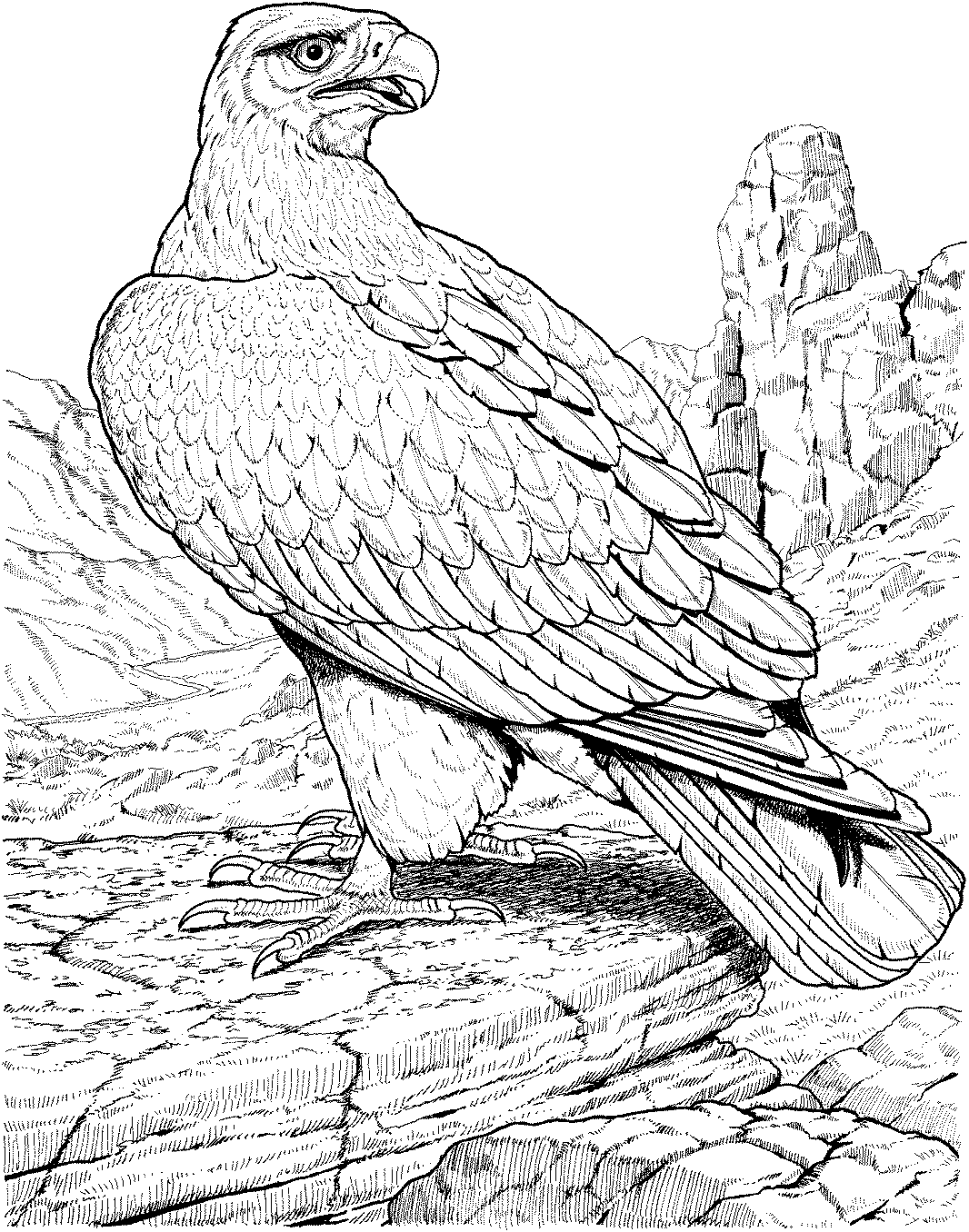 coloring pages of eagles free printable bald eagle coloring pages for kids coloring pages eagles of 