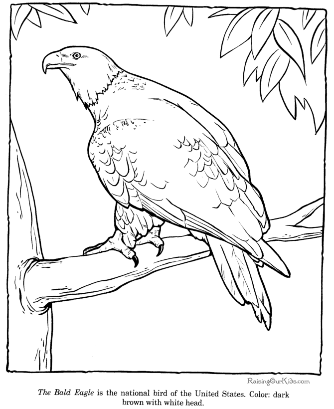 coloring pages of eagles free printable eagle coloring pages for kids pages eagles coloring of 
