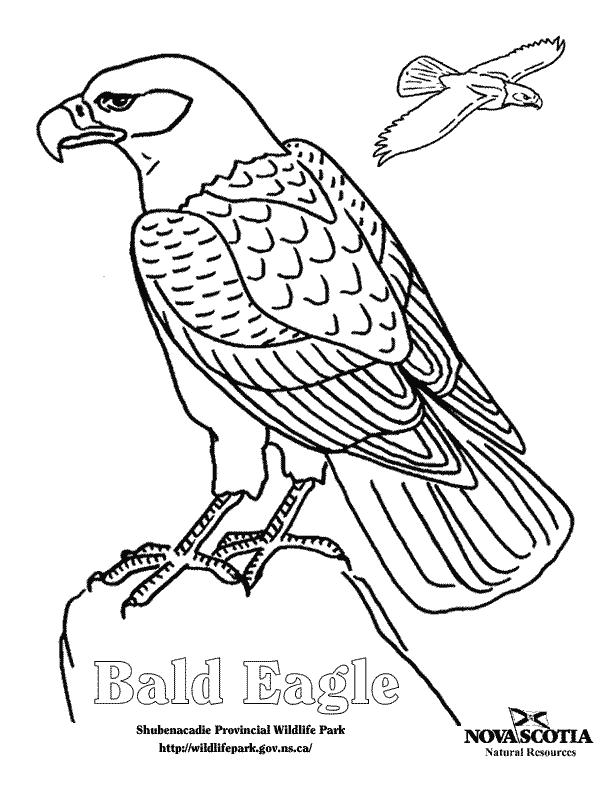 coloring pages of eagles top 10 free printable philadelphia eagles coloring pages pages eagles coloring of 