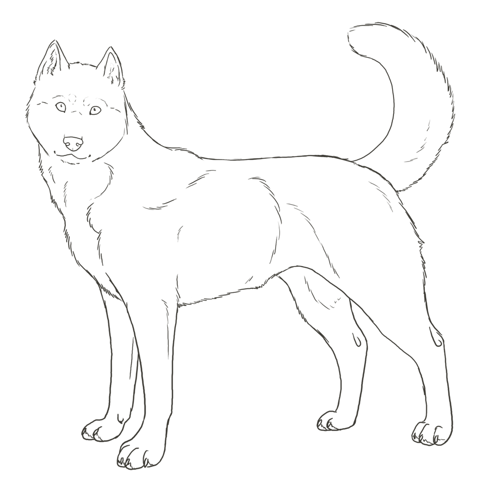 coloring pages of huskies how to draw a husky puppy husky puppy step by step pets pages huskies of coloring 