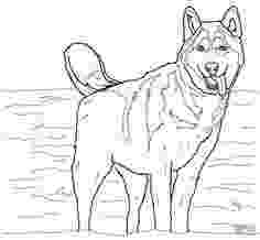 coloring pages of huskies husky dogs to color huskydogscoloringpages puppy of huskies pages coloring 