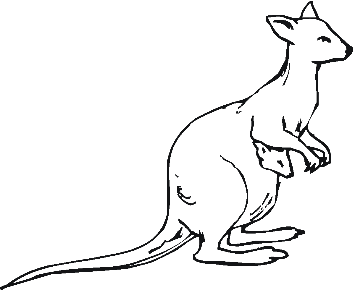 coloring pages of kangaroos free kangaroo coloring pages coloring pages kangaroos of 