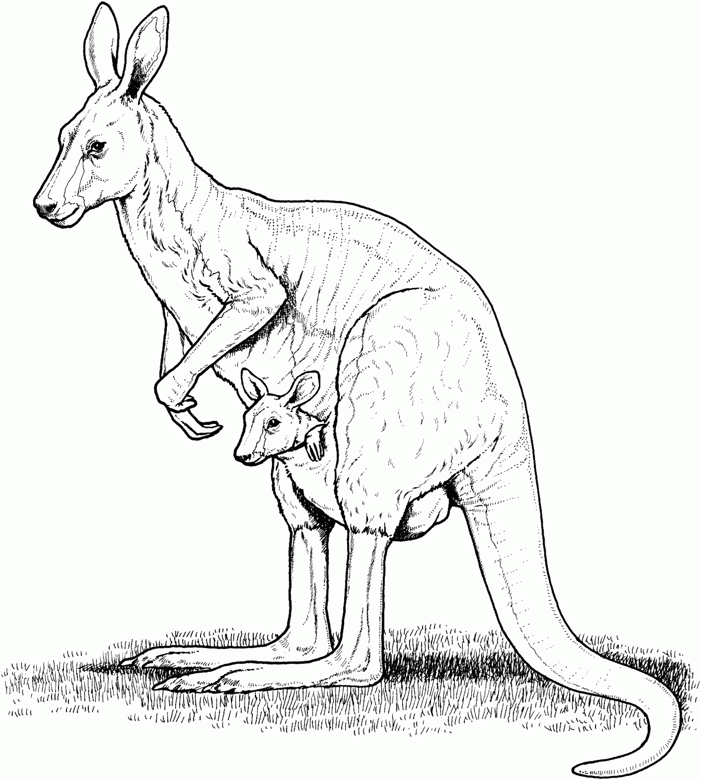 coloring pages of kangaroos free printable kangaroo coloring pages for kids of coloring kangaroos pages 