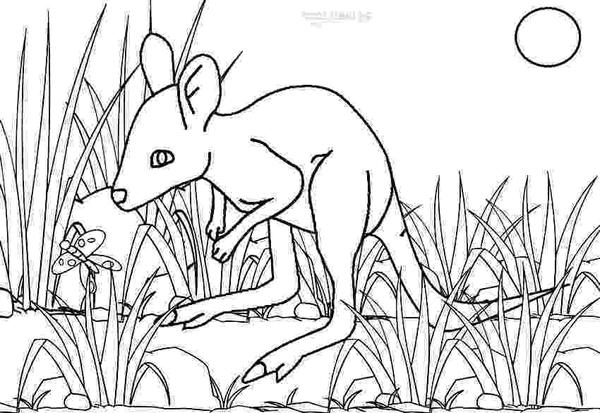coloring pages of kangaroos free printable kangaroo coloring pages for kids of coloring pages kangaroos 