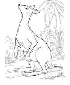 coloring pages of kangaroos k is for kangaroo coloring page free printable coloring pages kangaroos of coloring 