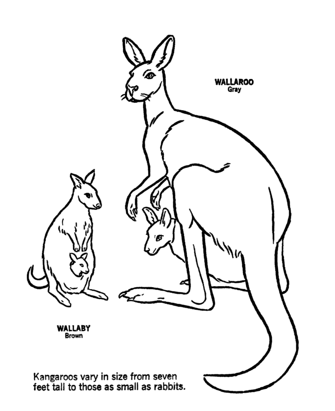 coloring pages of kangaroos kangaroo coloring page coloring pages animal coloring pages kangaroos coloring of 