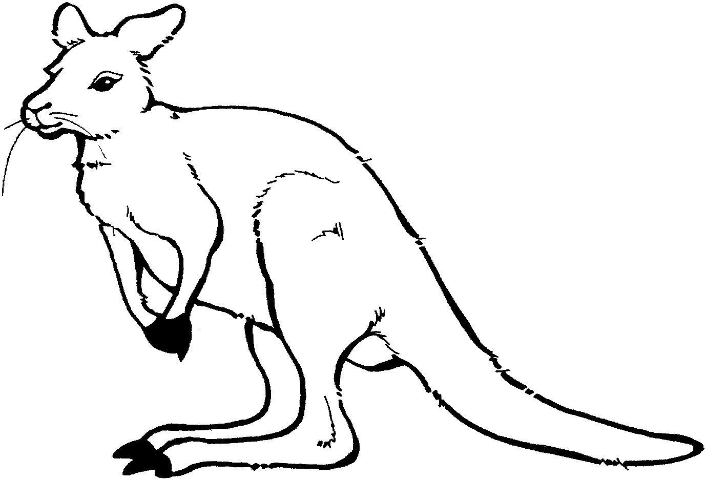 coloring pages of kangaroos kangaroos drawing at getdrawingscom free for personal of kangaroos coloring pages 