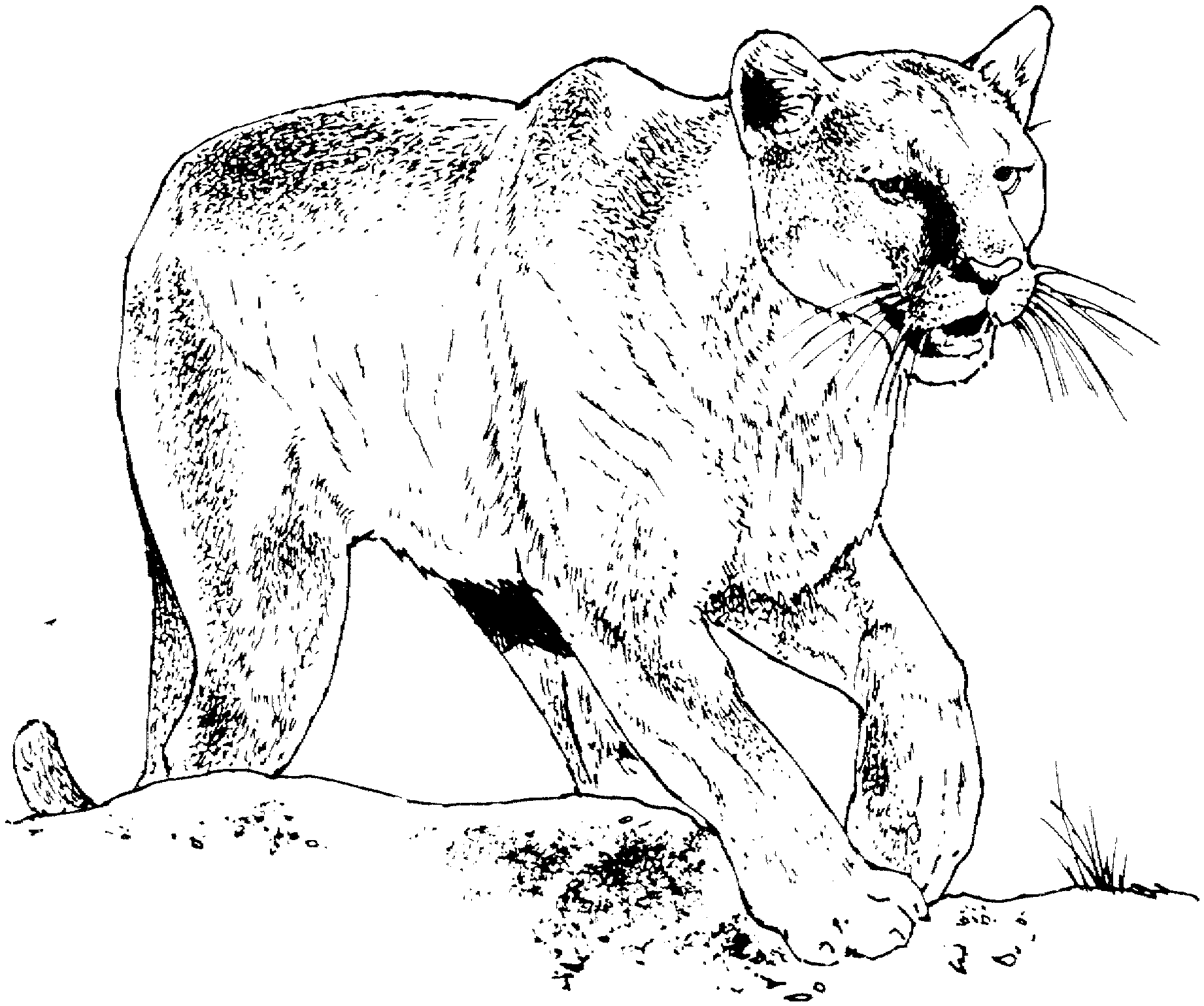 coloring pictures of panthers 8 black panther coloring page pictures coloring panthers of 
