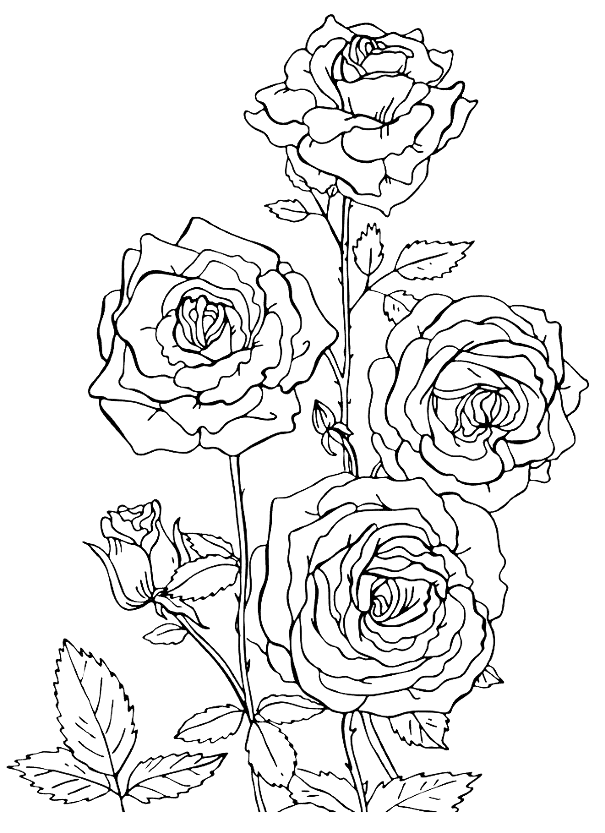 coloring roses free printable roses coloring pages for kids roses coloring 