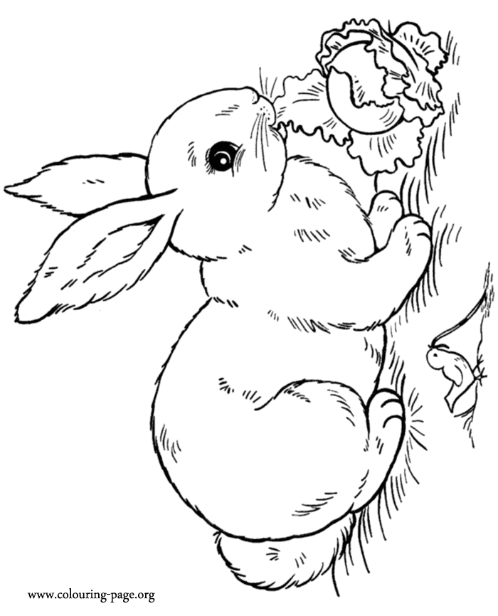 colouring page rabbit free printable rabbit coloring pages for kids colouring page rabbit 