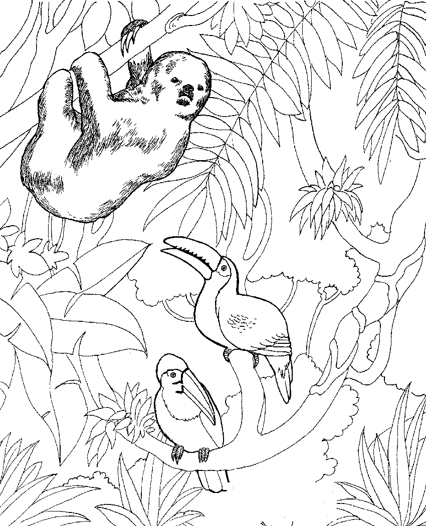 colouring pages animals zoo free animals coloring pages zoo to kids zoo pages colouring animals 