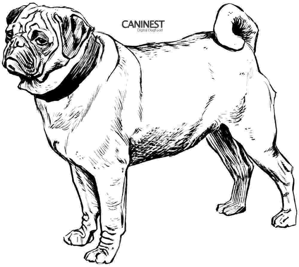 colouring pages of a dog free printable dog coloring pages for kids pages of dog a colouring 