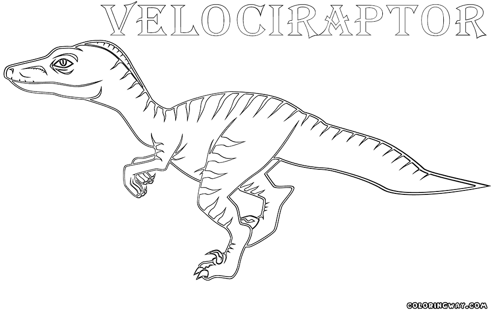 colouring pages velociraptor velociraptor coloring pages coloring pages to download pages colouring velociraptor 
