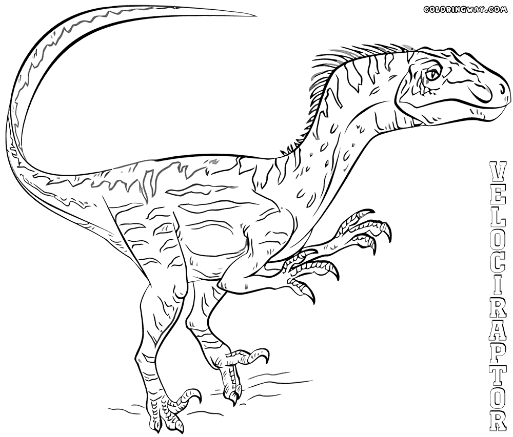 colouring pages velociraptor velociraptor coloring pages coloring pages to download velociraptor pages colouring 