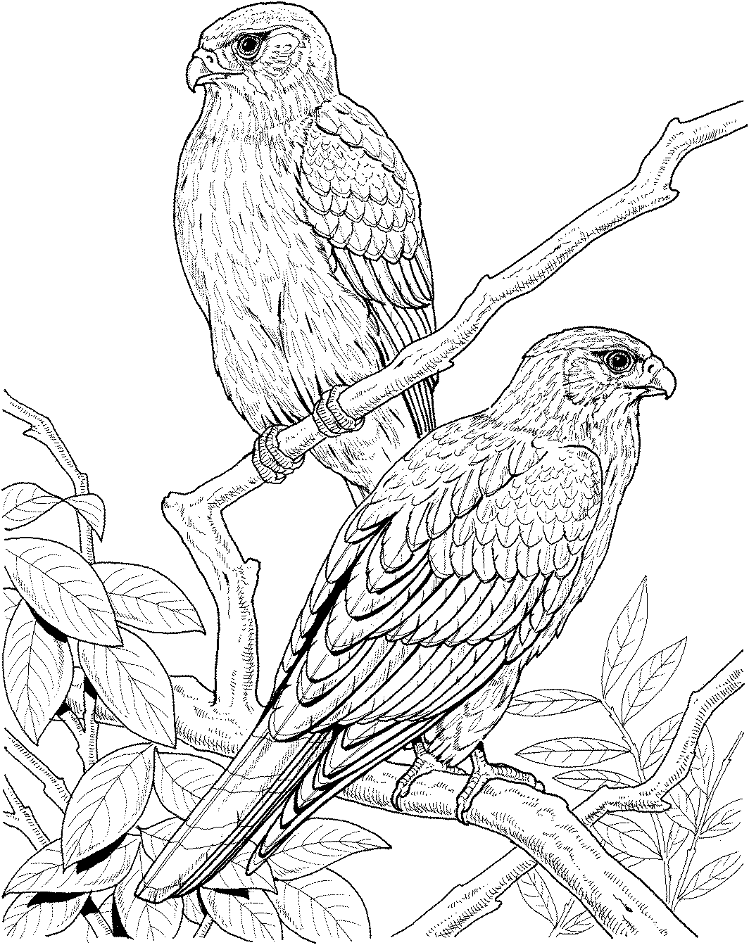 colouring picture bird 20 free printable hummingbird coloring pages picture bird colouring 