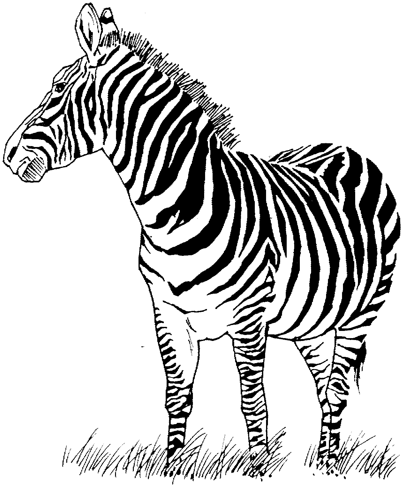 colouring picture of zebra free printable zebra coloring pages for kids of zebra colouring picture 
