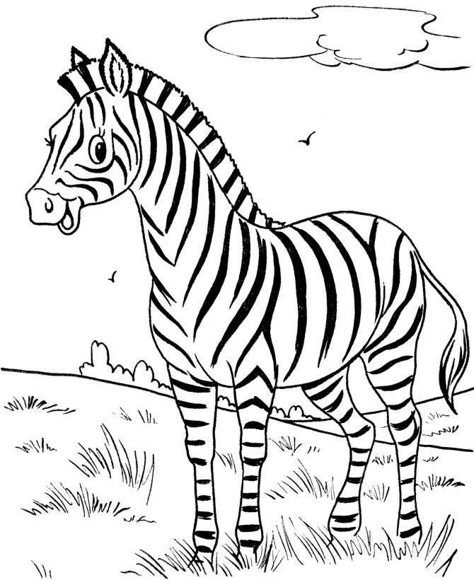 colouring picture of zebra free printable zebra coloring pages for kids zebra of colouring picture 