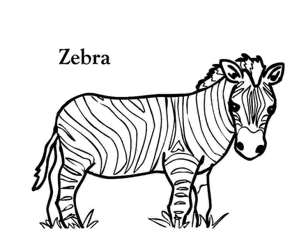 colouring picture of zebra zebra line drawing at getdrawingscom free for personal colouring zebra of picture 