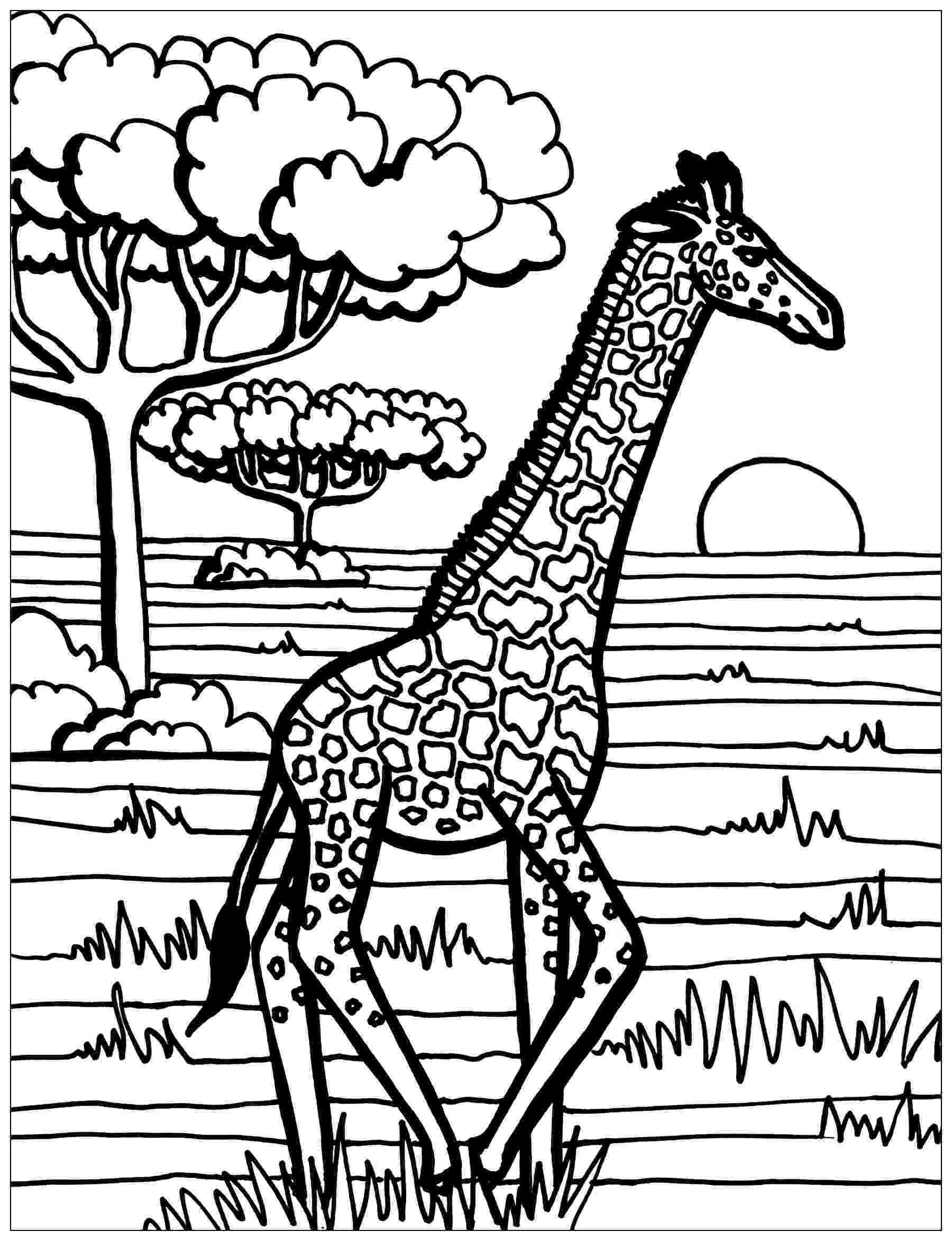 colouring sheet giraffe 17 best coloring pages images on pinterest coloring colouring sheet giraffe 