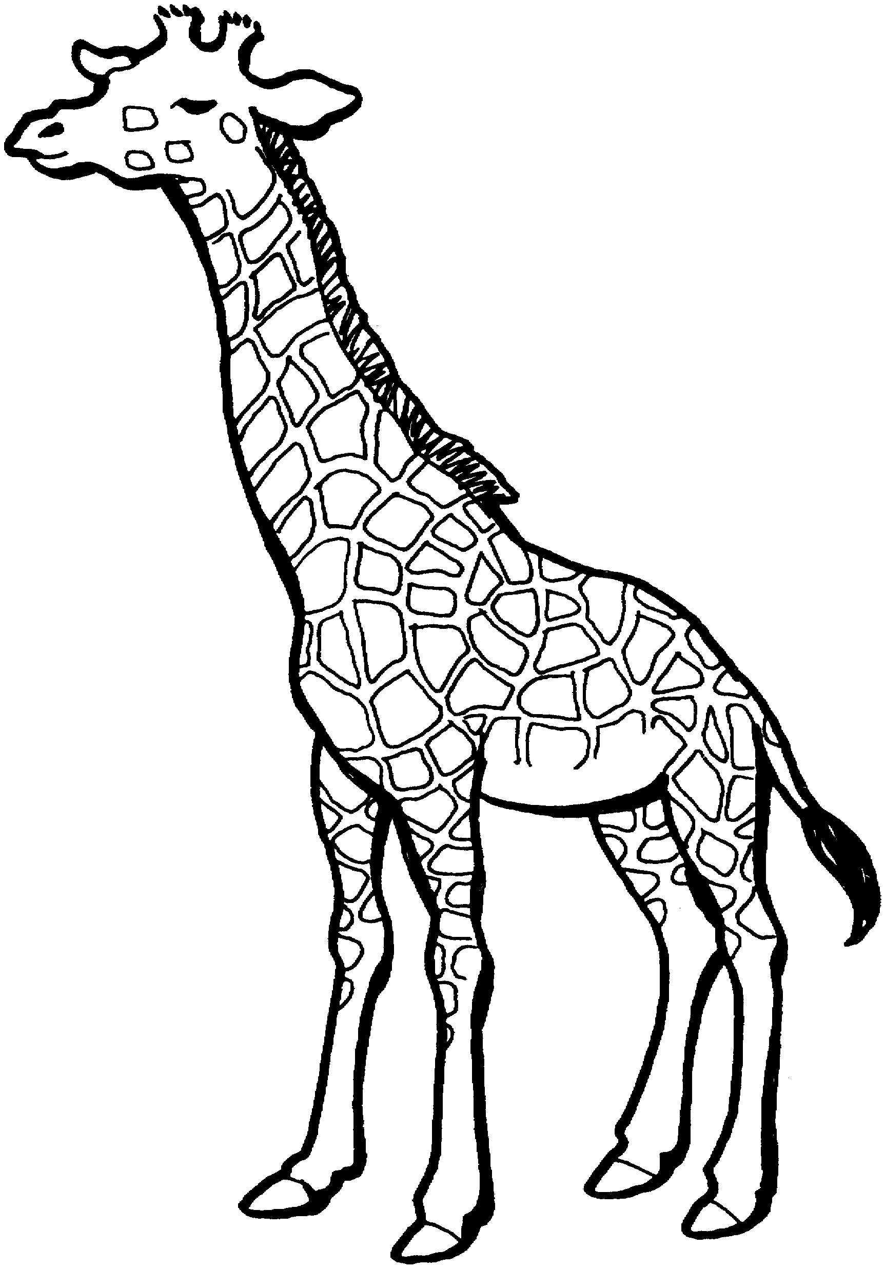 colouring sheet giraffe giraffes coloring pages sheet colouring giraffe 