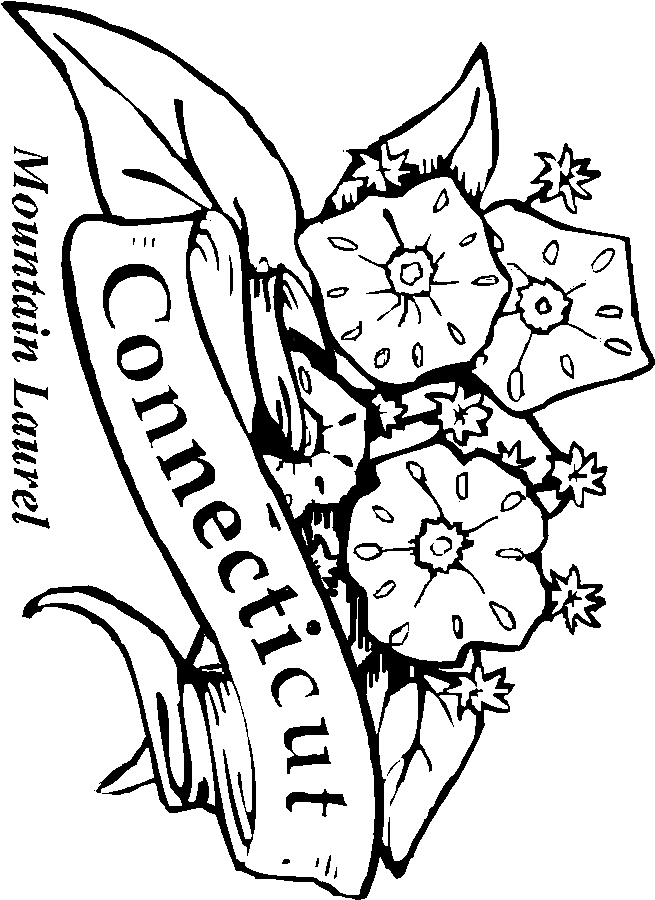 connecticut state flower coloring page connecticut state flower coloring page free printable page state connecticut coloring flower 