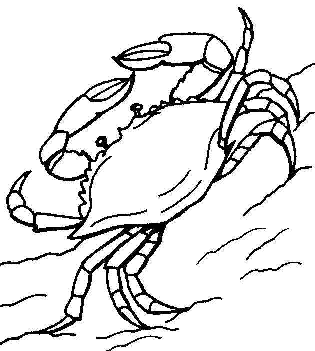 crab pictures to colour free printable crab coloring pages for kids pictures colour crab to 