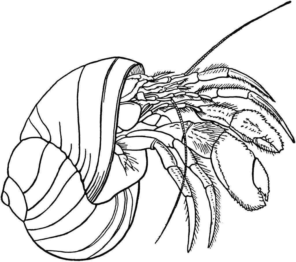 crab pictures to colour free printable hermit crab coloring pages for kids colour crab to pictures 