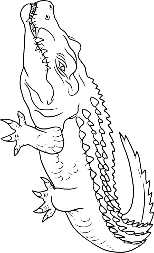 crocodile coloring free printable crocodile coloring pages for kids coloring crocodile 