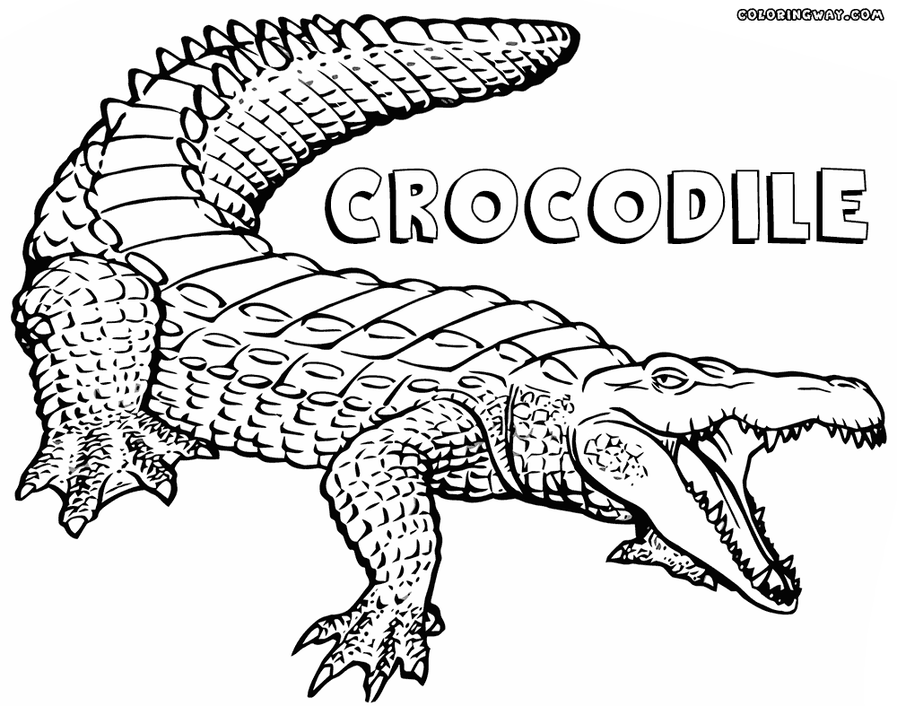 crocodile colouring page free printable alligator coloring pages for kids crocodile page colouring 
