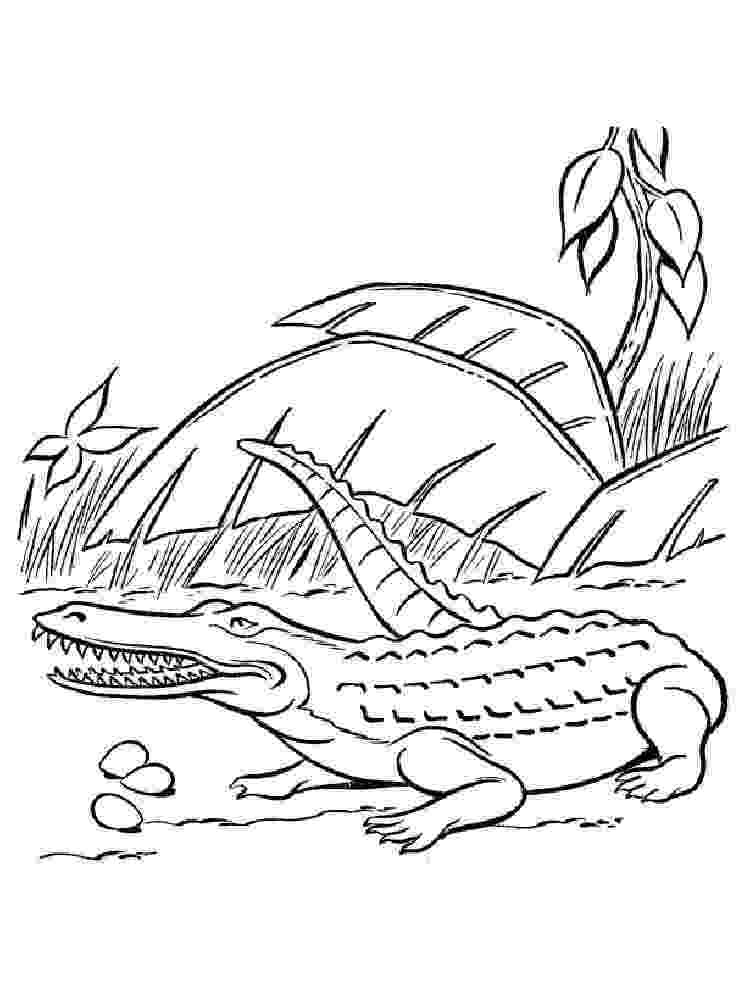 crocodile colouring pictures crocodile coloring pages coloring pages to download and pictures crocodile colouring 