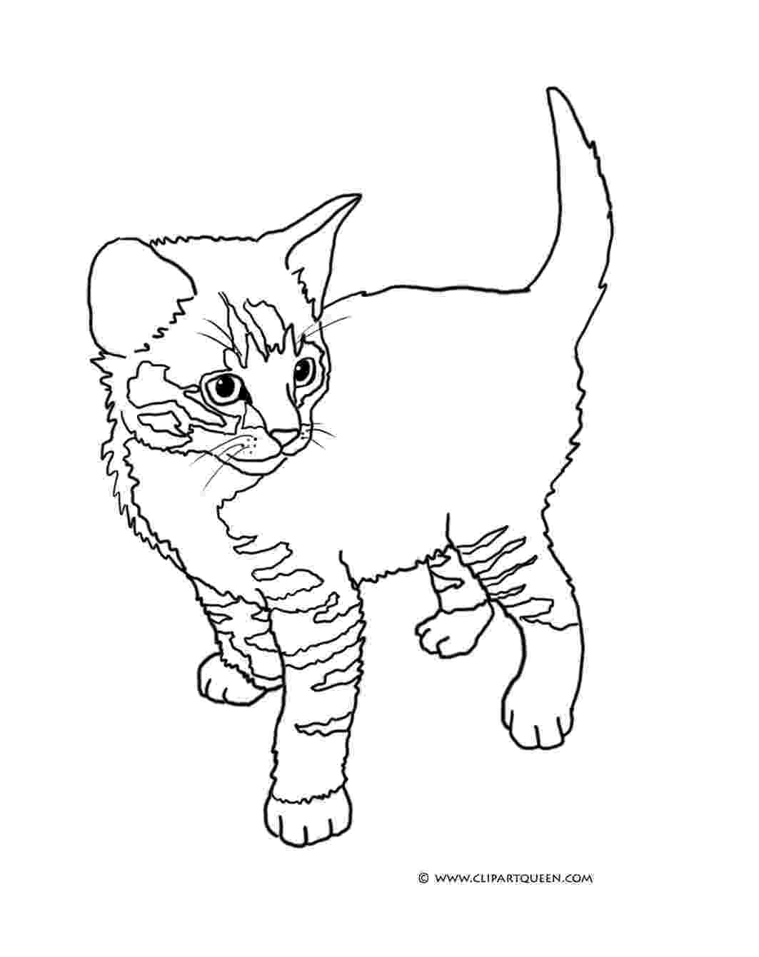 cute kitten pictures to print free printable cat coloring pages for kids kitten pictures to cute print 