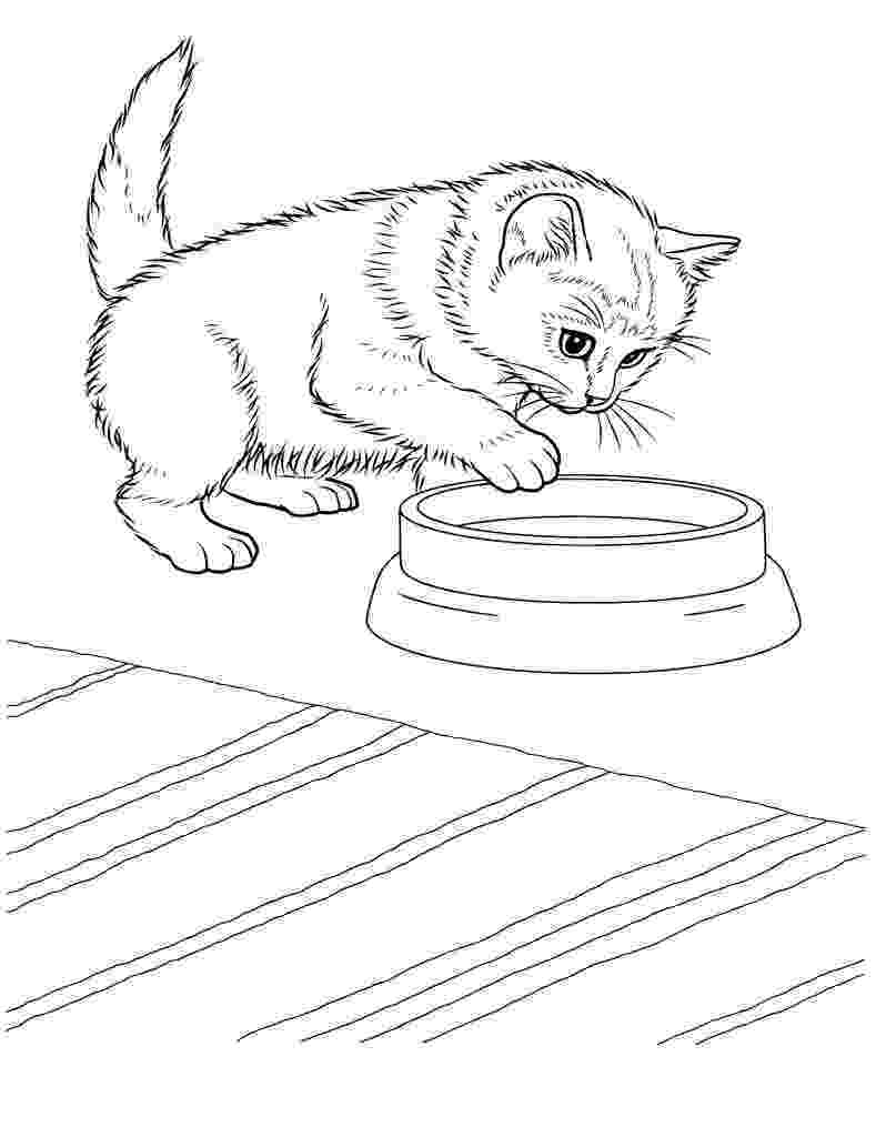 cute kitten pictures to print puppy and kitten coloring page coloring home to kitten cute print pictures 