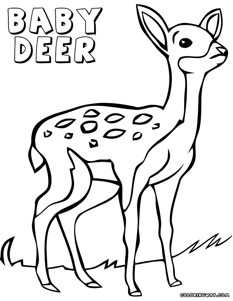 deer coloring sheet baby deer coloring pages coloring pages to download and coloring deer sheet 