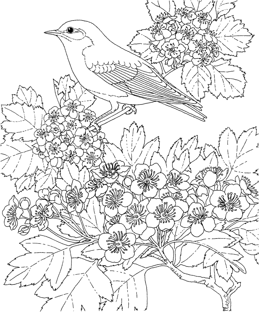 detailed flower coloring pages detailed flower coloring pages at getcoloringscom free coloring flower pages detailed 