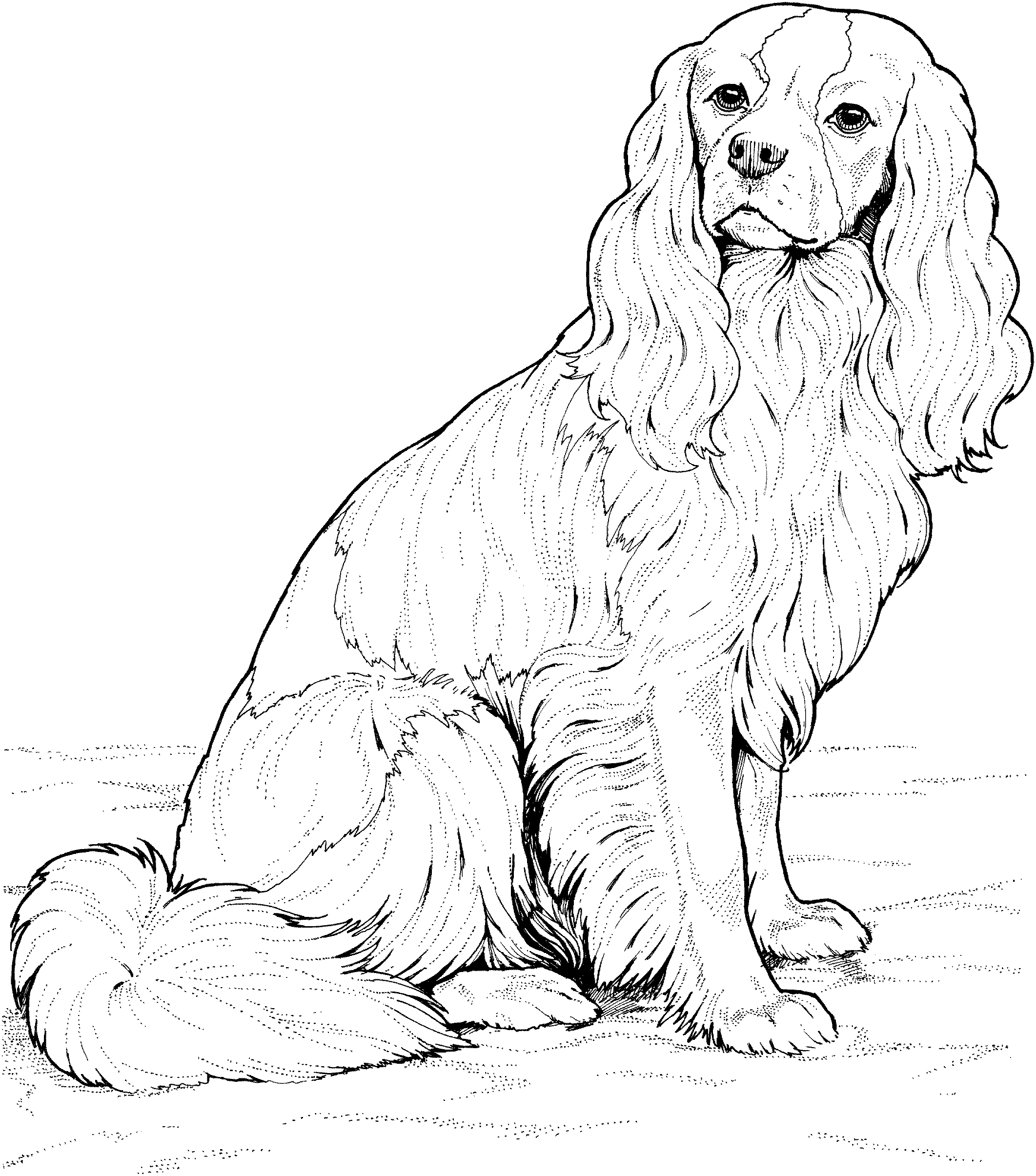 dog breeds coloring pages dog breed coloring pages 2 coloring dog pages breeds 