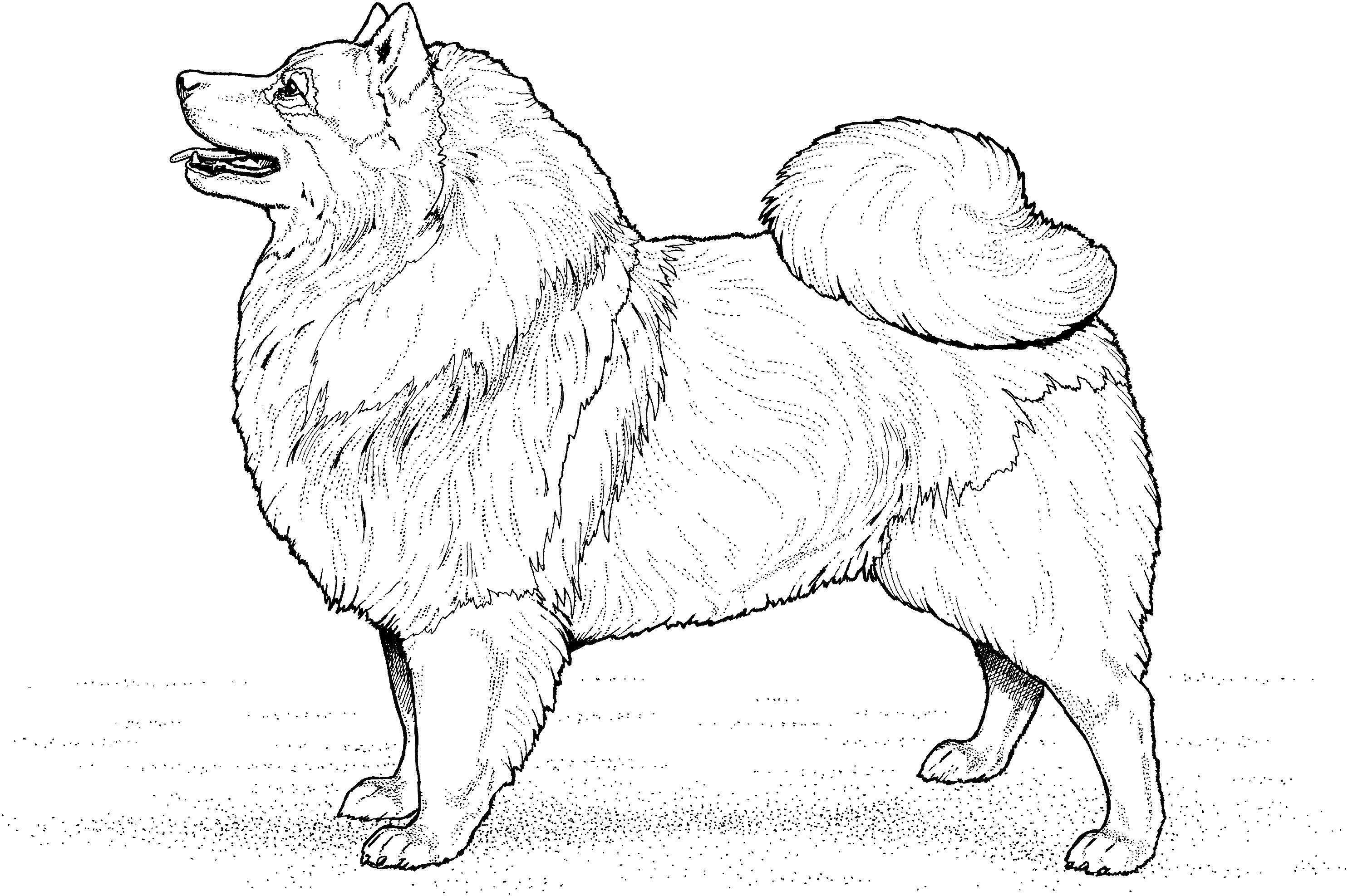 dog breeds coloring pages dog breed coloring pages 2 pages coloring breeds dog 