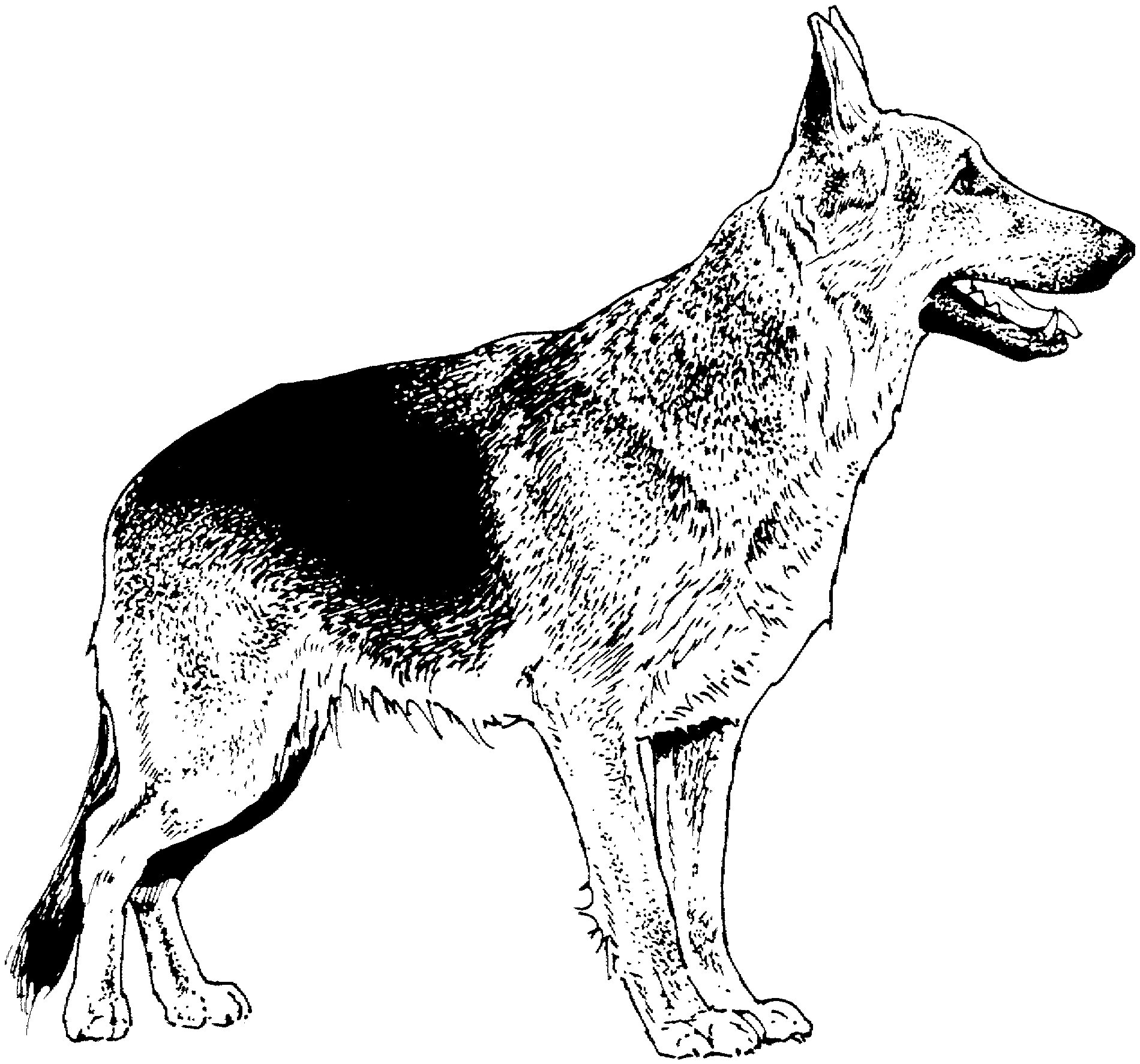 dog breeds coloring pages dog breed coloring pages breeds coloring dog pages 