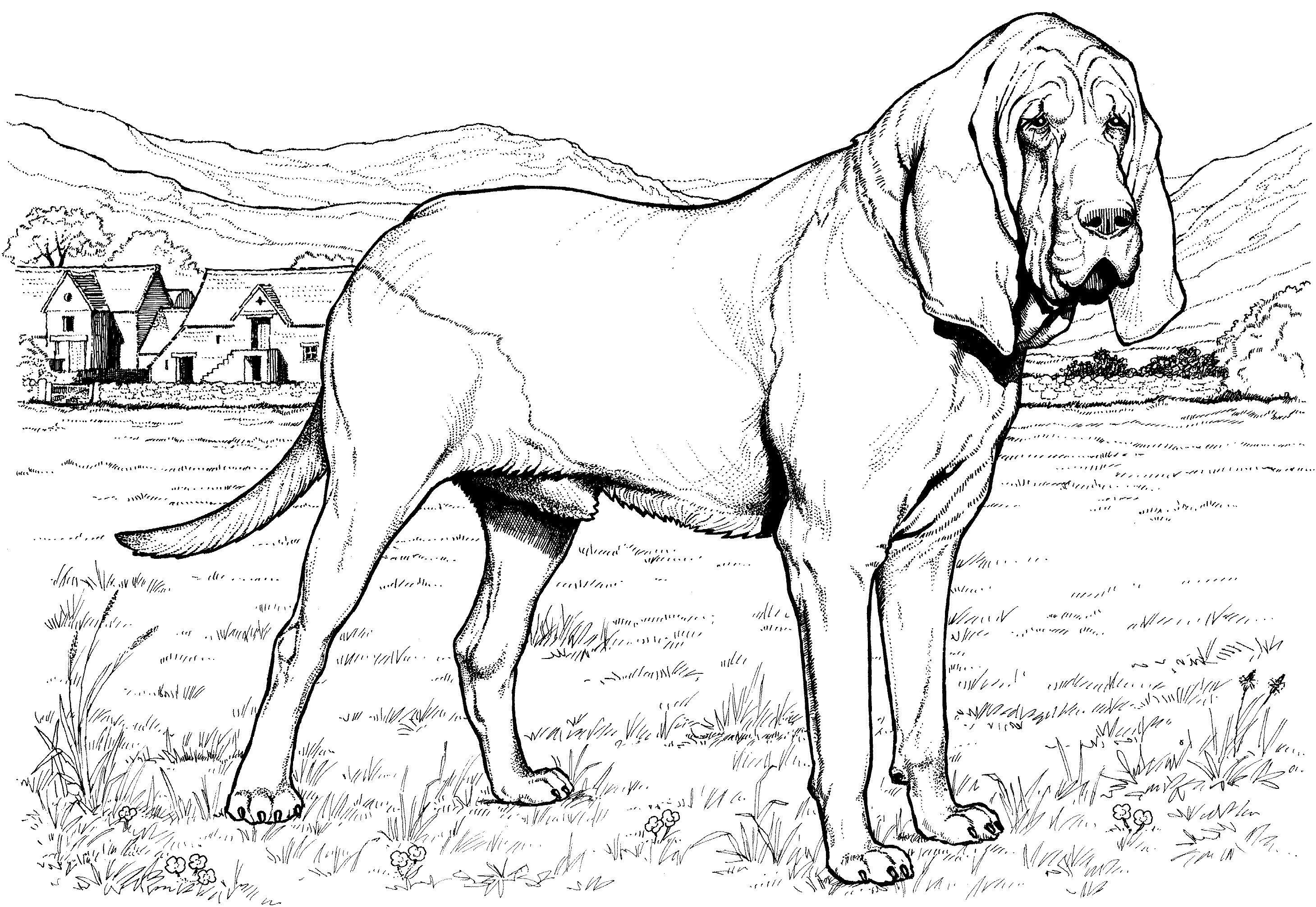 dog breeds coloring pages dog breed coloring pages breeds coloring pages dog 