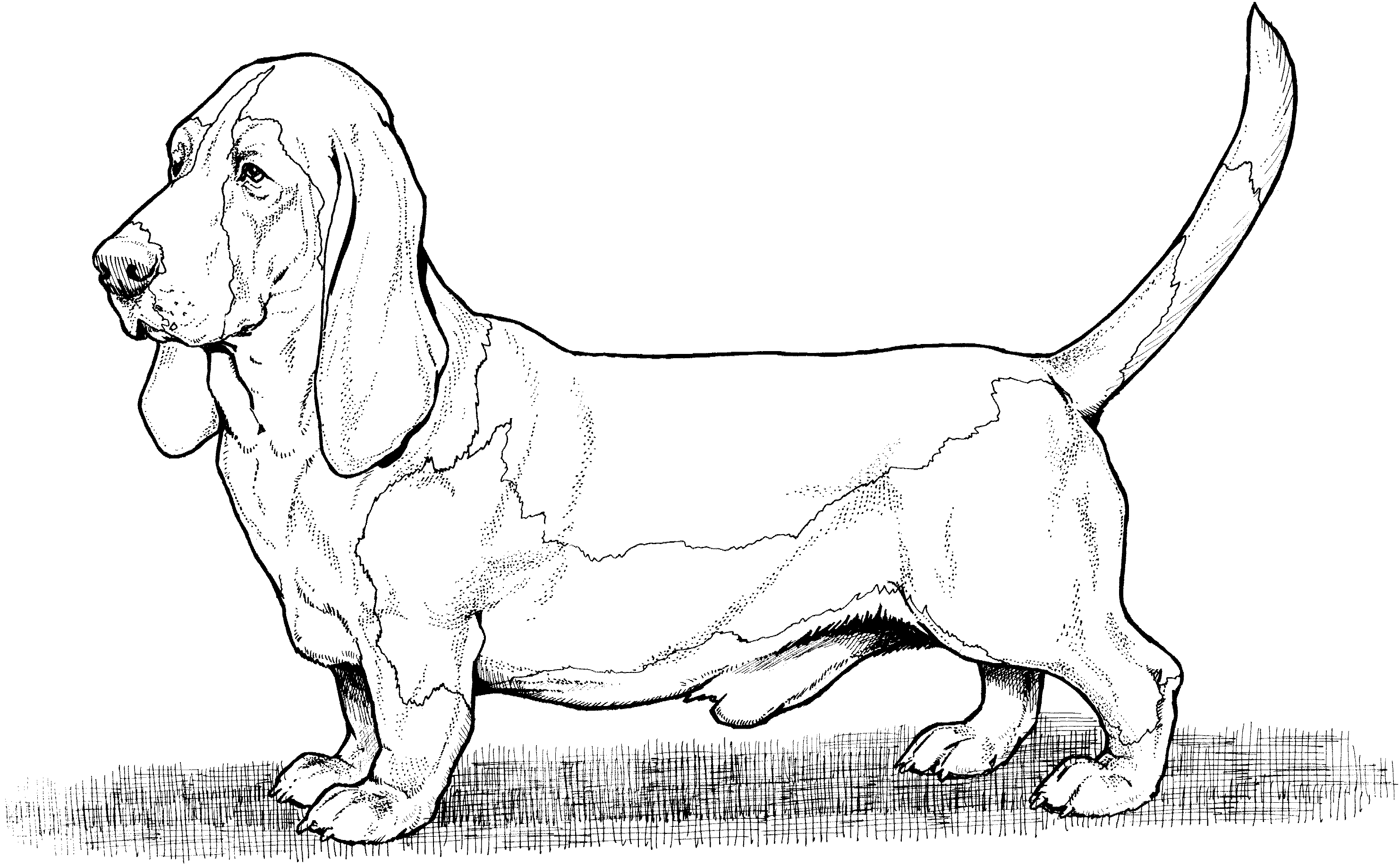 dog breeds coloring pages dog breed coloring pages breeds pages dog coloring 