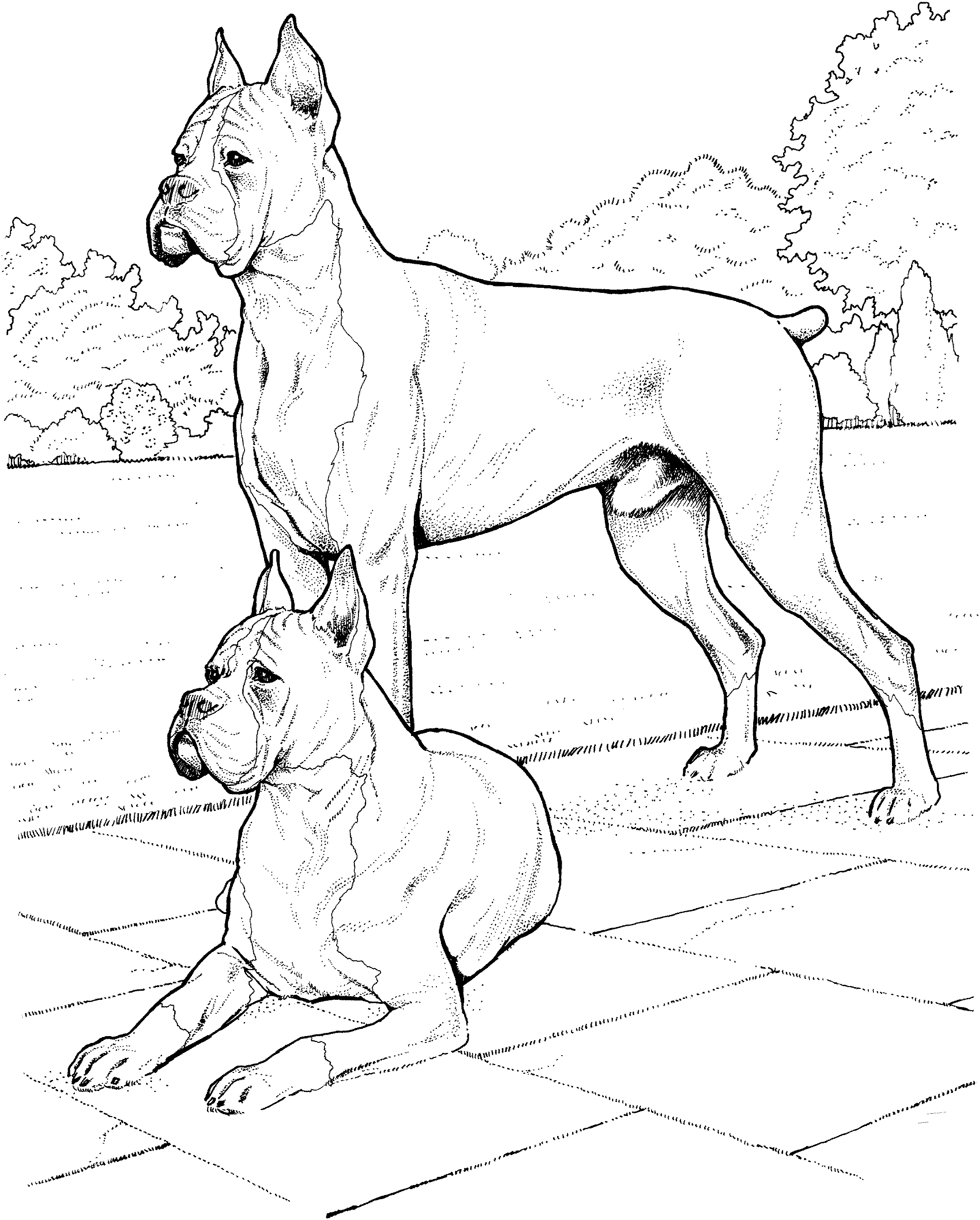 dog breeds coloring pages dog breed coloring pages breeds pages dog coloring 1 1