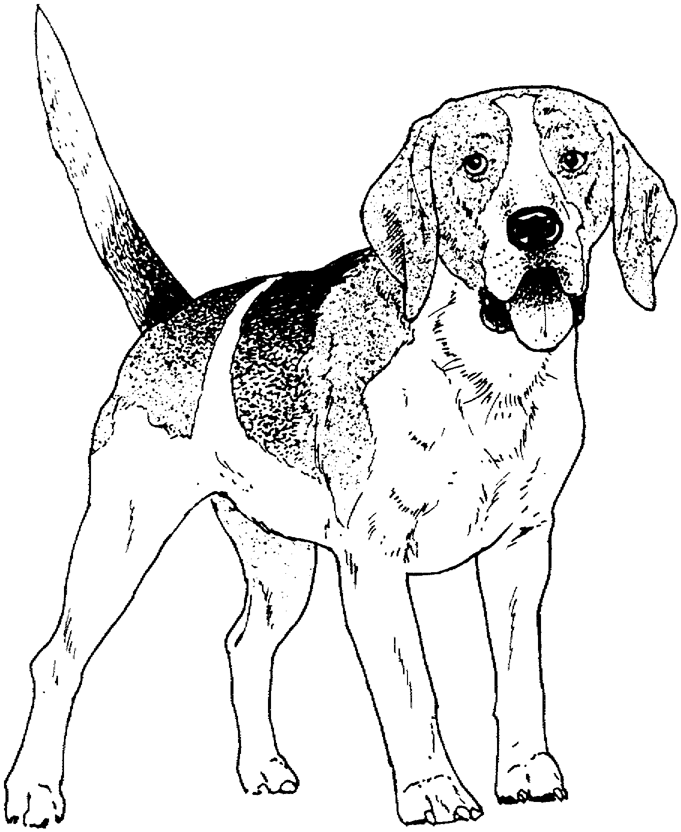dog breeds coloring pages dog breed coloring pages dog coloring breeds pages 