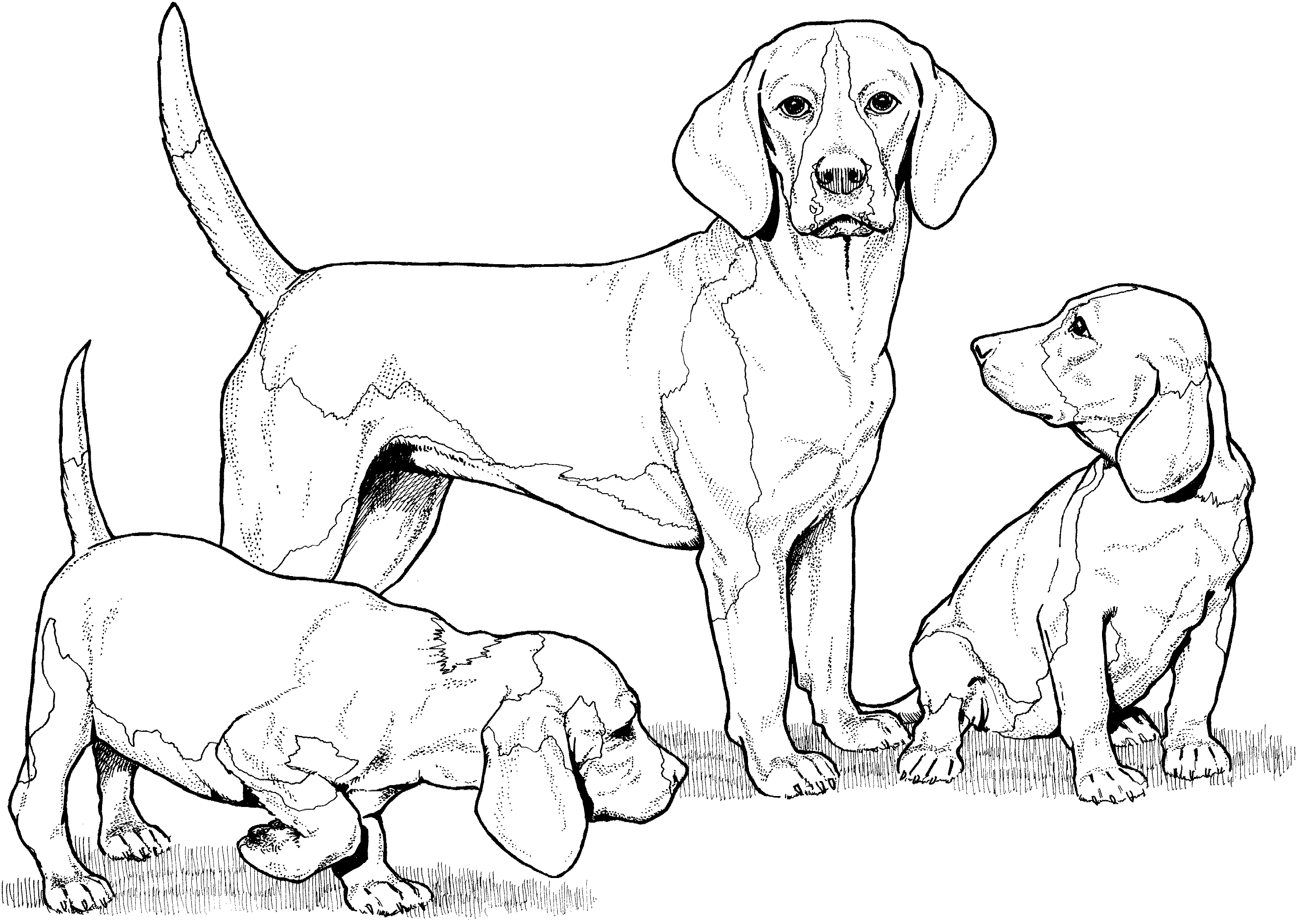 dog breeds coloring pages dog breed coloring pages dog pages breeds coloring 