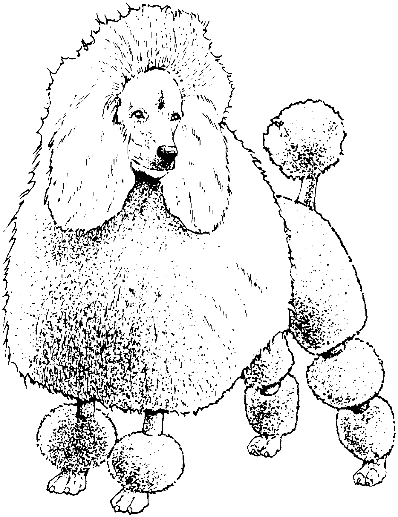 dog breeds coloring pages dog breed coloring pages pages breeds coloring dog 1 1