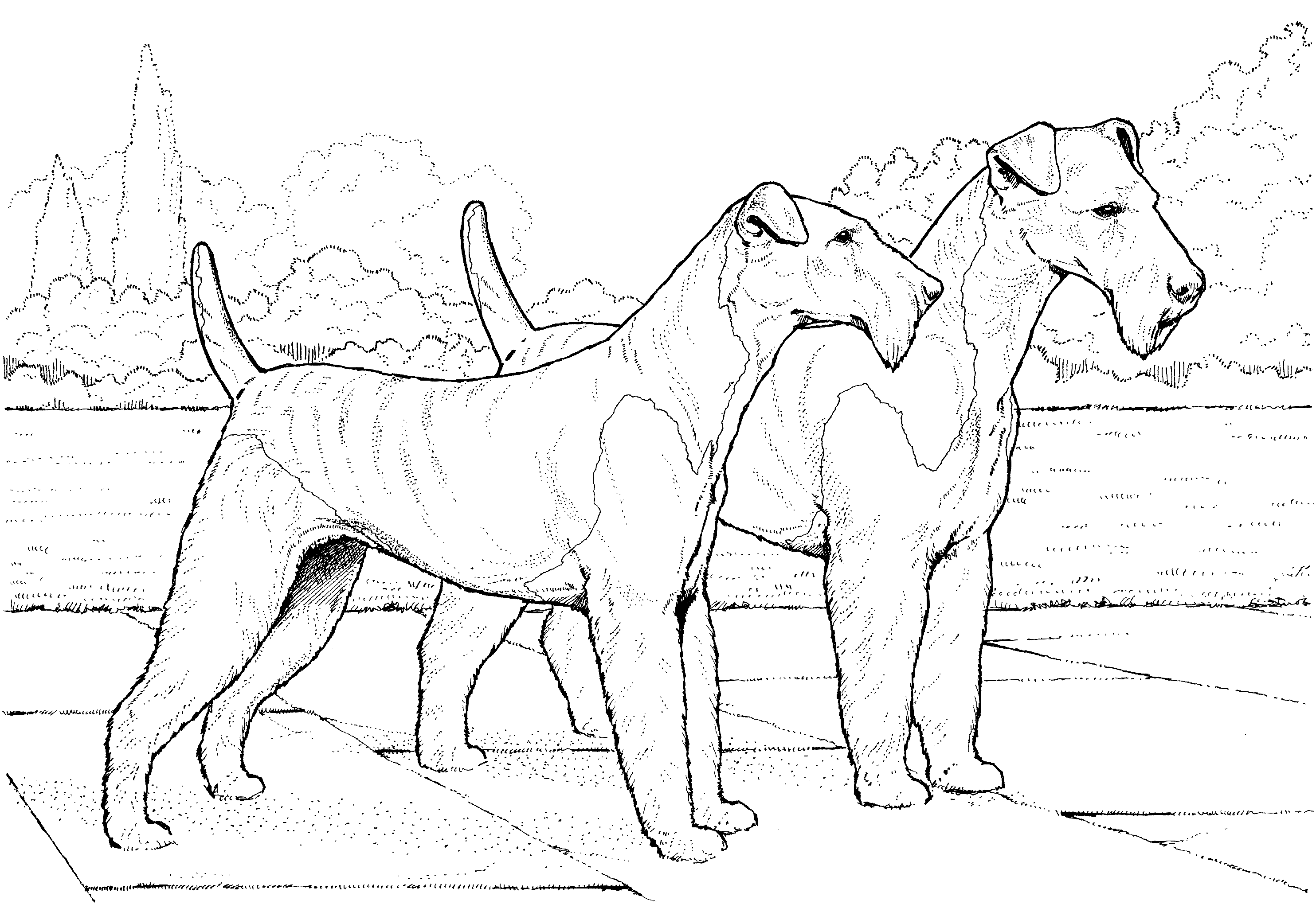 dog breeds coloring pages dog breed coloring pages pages coloring breeds dog 