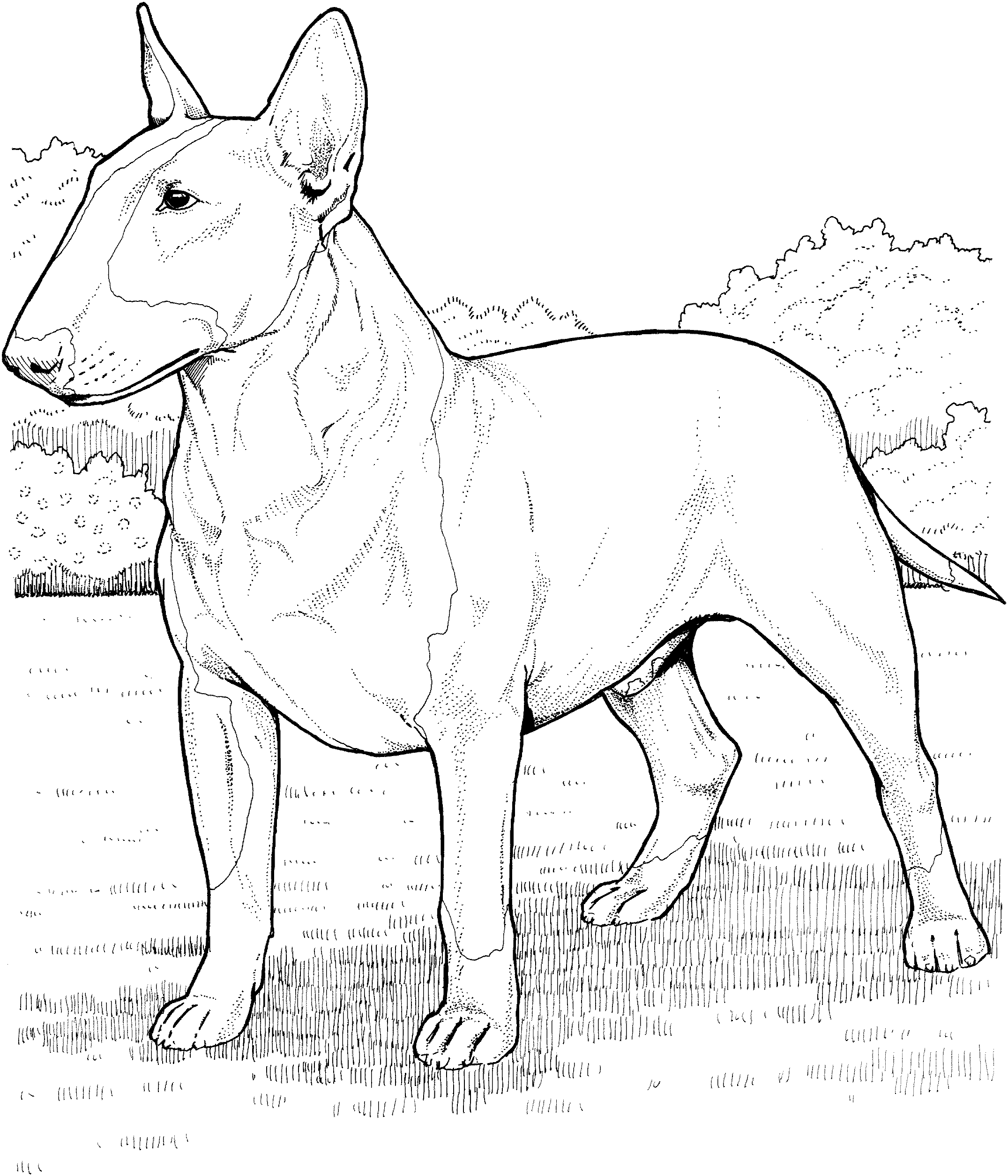 dog breeds coloring pages dog breed coloring pages pages dog coloring breeds 