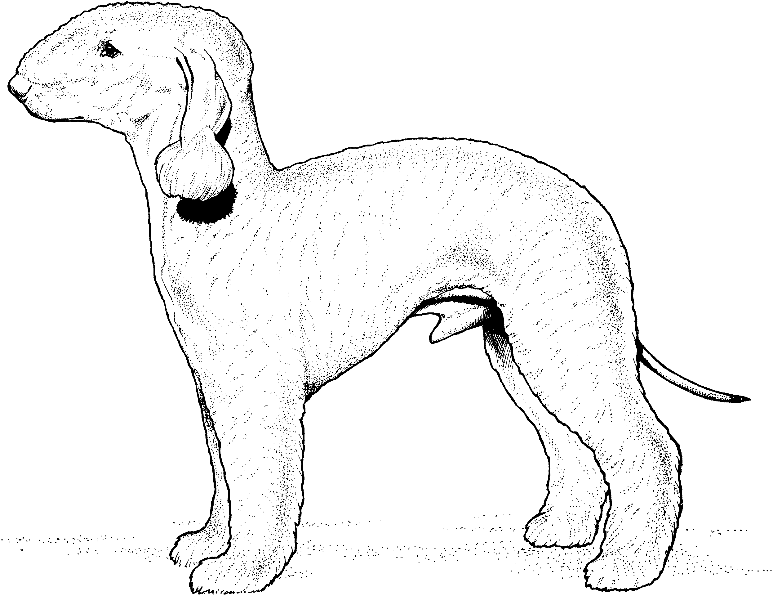 dog breeds coloring pages dog breed coloring pages pages dog coloring breeds 1 1