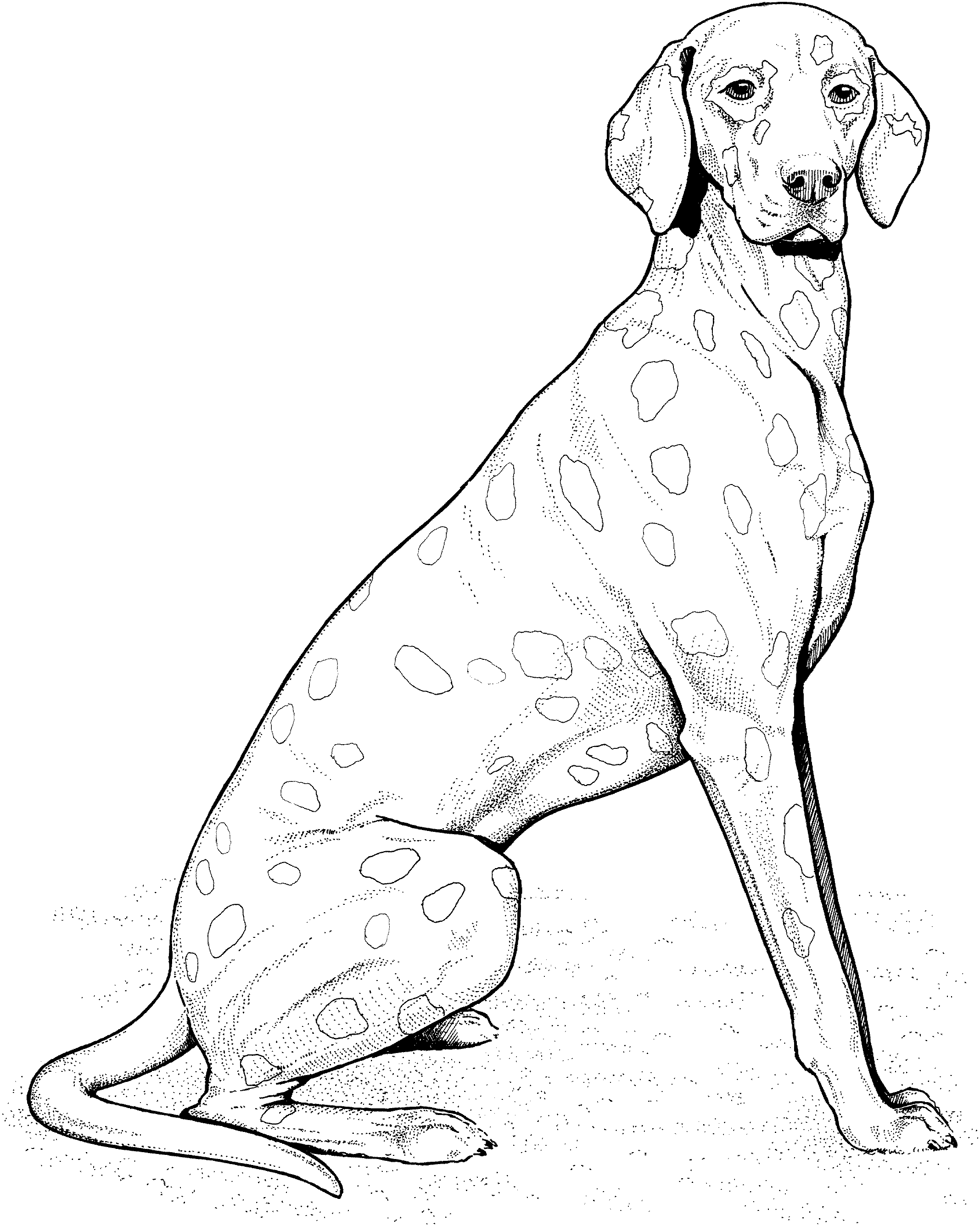 dog breeds coloring pages dogs coloring pages for kids coloringfile pages dog breeds coloring 